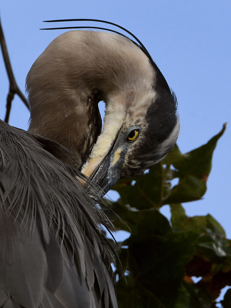 BlueHeron8.jpg