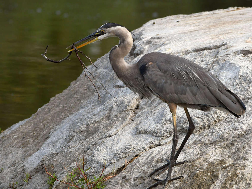 BlueHeron8.jpg