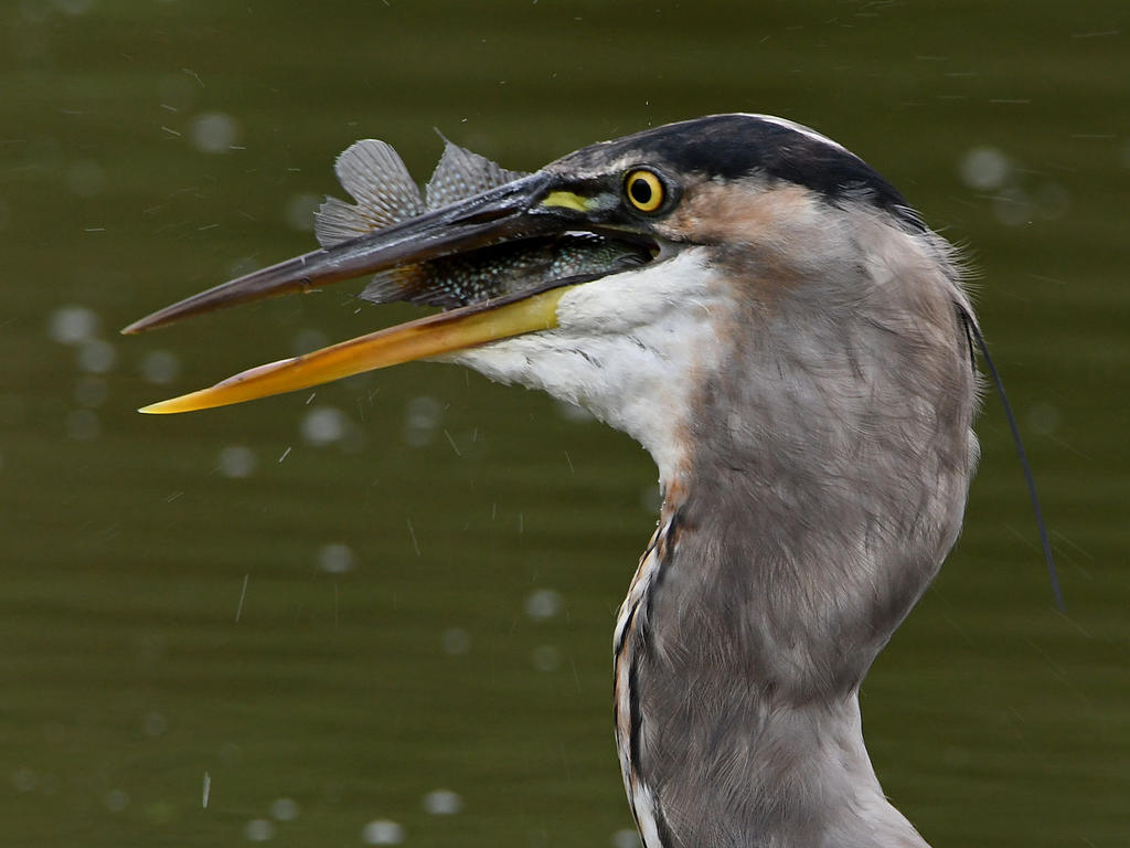 BlueHeron8.jpg