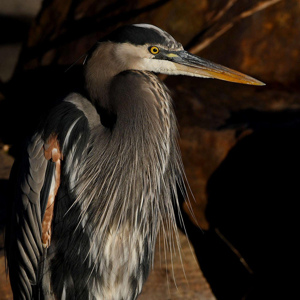 BlueHeron8.jpg
