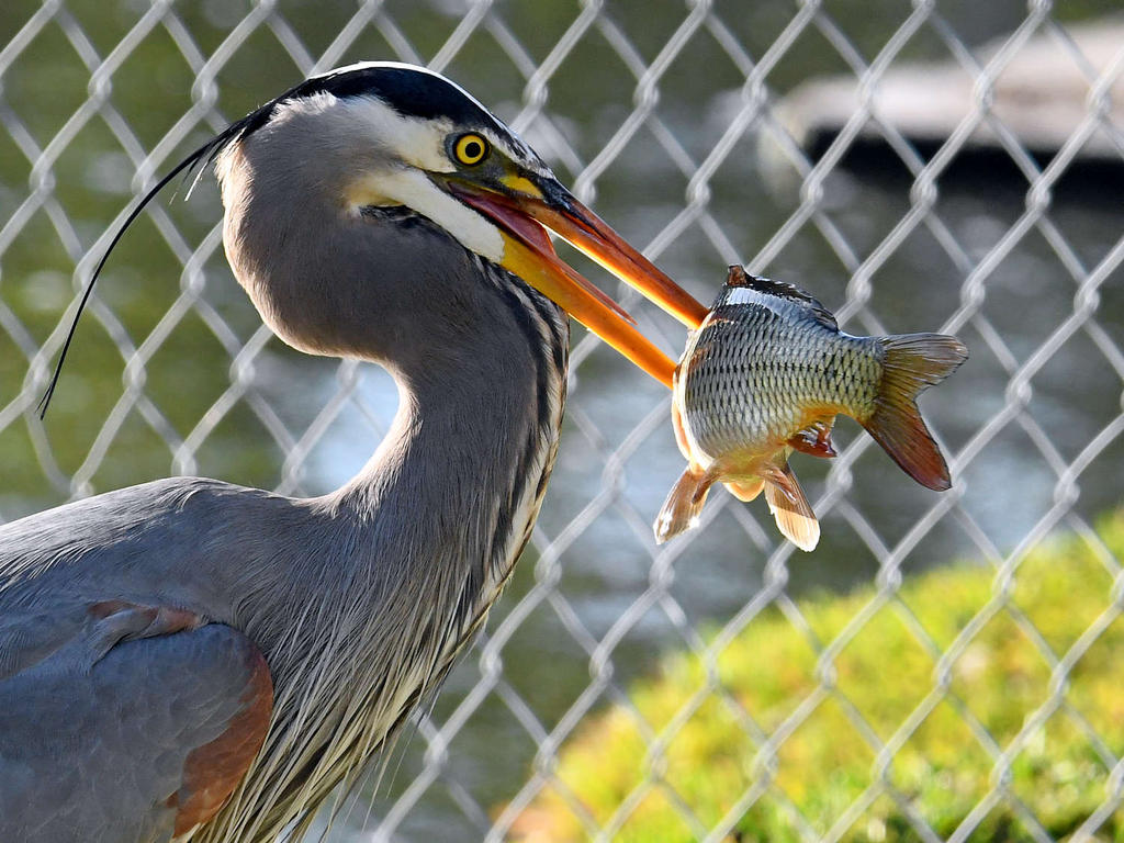 BlueHeron8.jpg