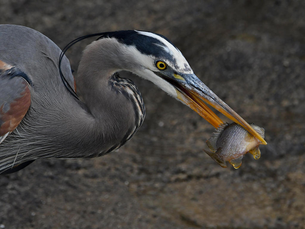 BlueHeron8.jpg