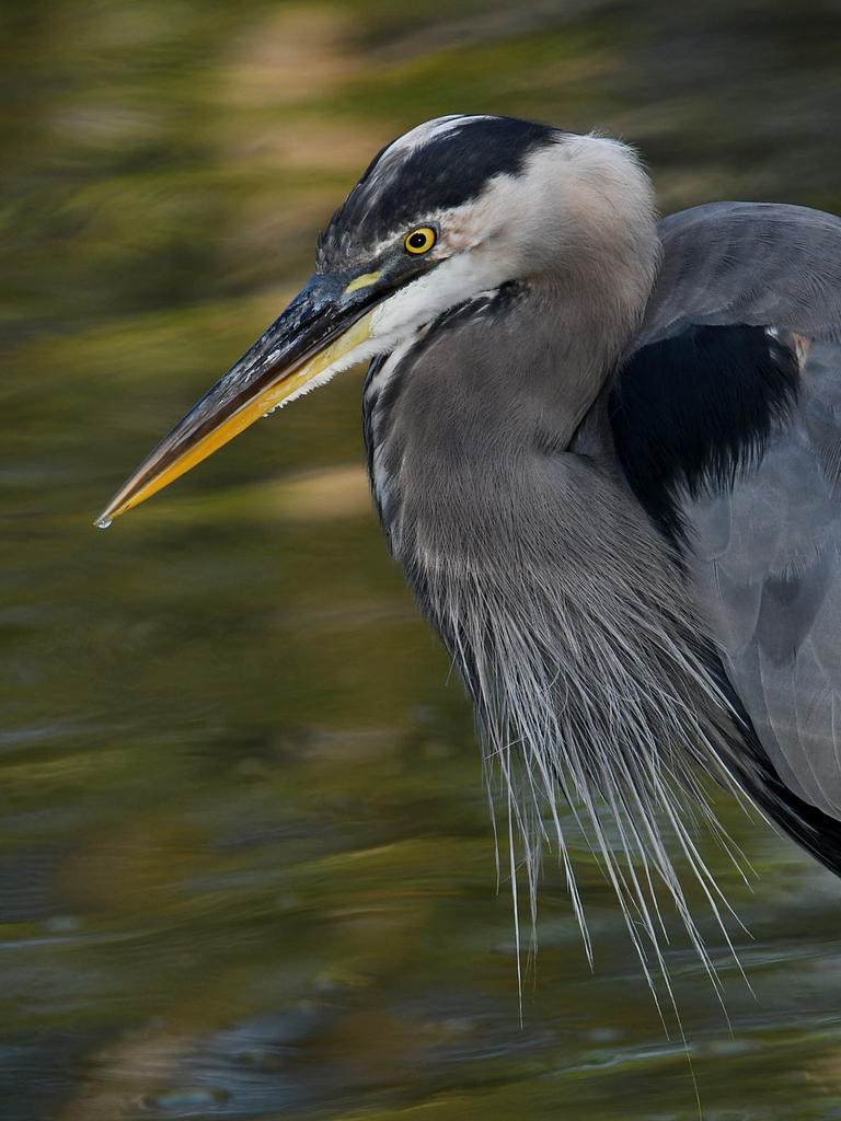 BlueHeron8.jpg