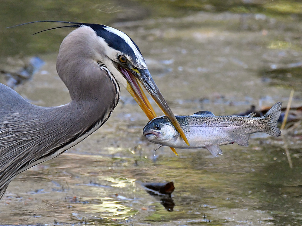 BlueHeron9.jpg