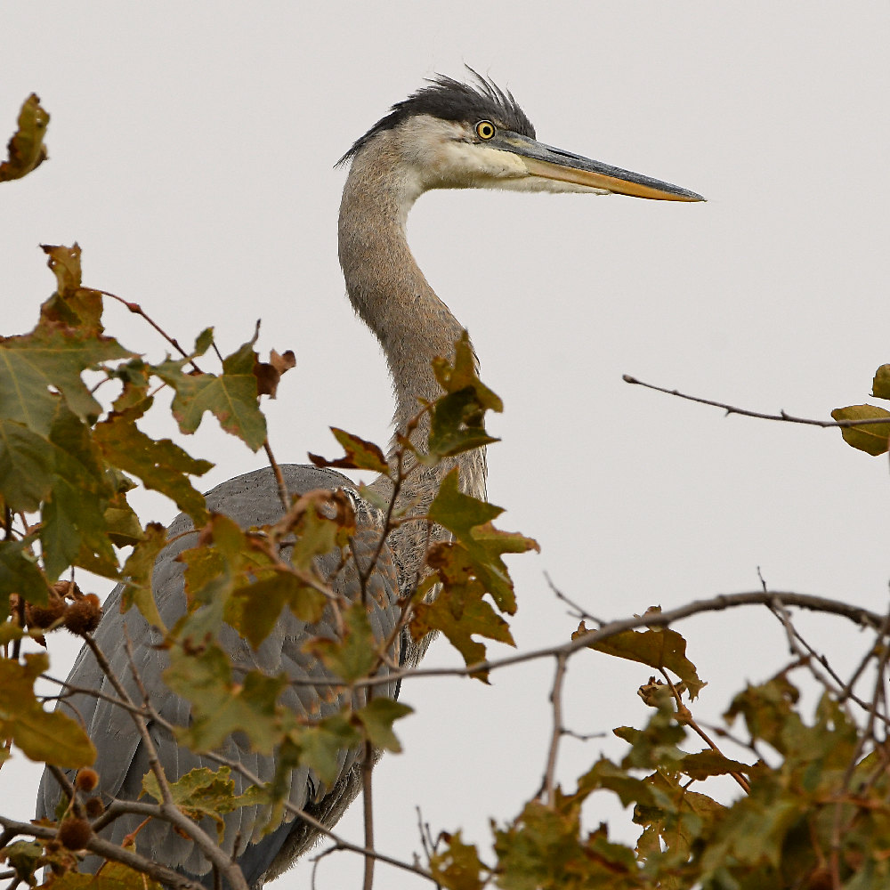 BlueHeron9.jpg