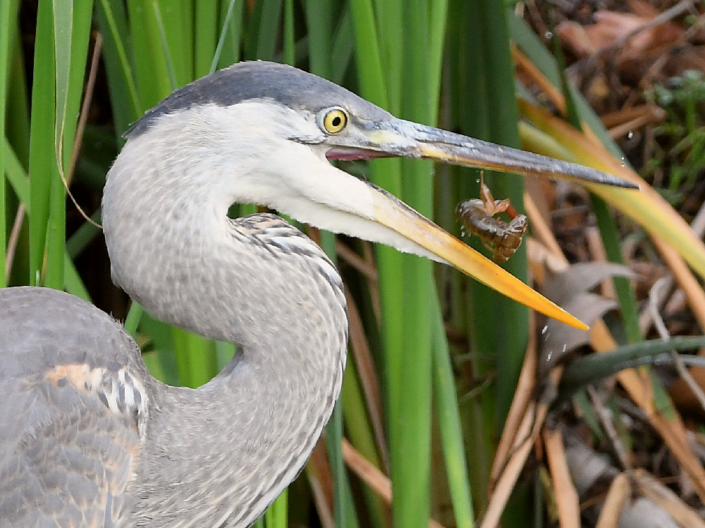 BlueHeron9.jpg