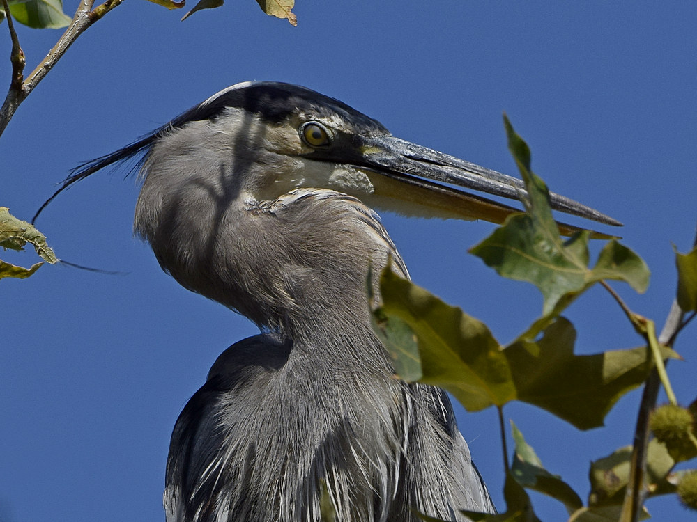 BlueHeron9.jpg