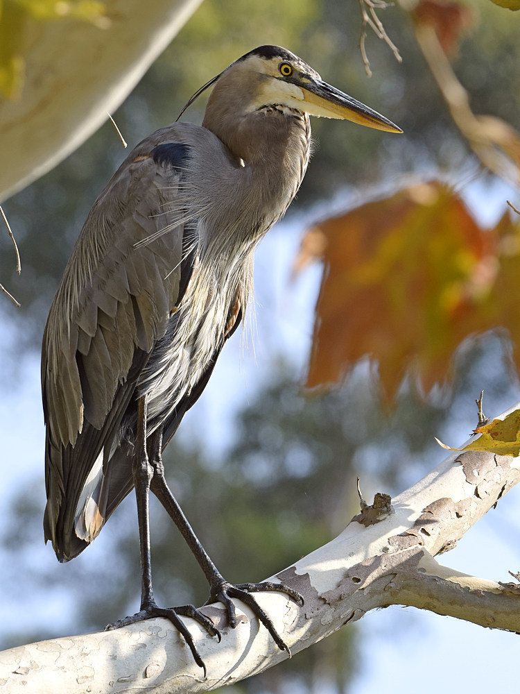 BlueHeron9.jpg