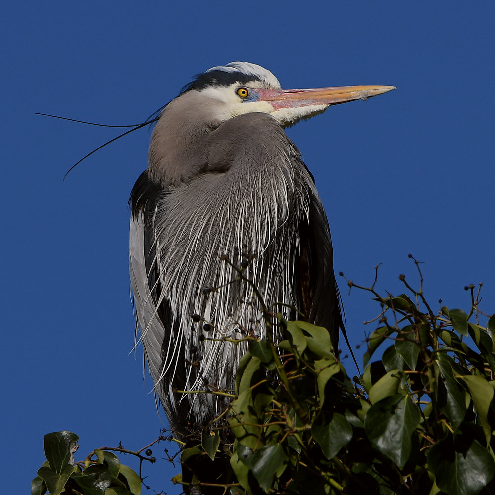 BlueHeron9.JPG