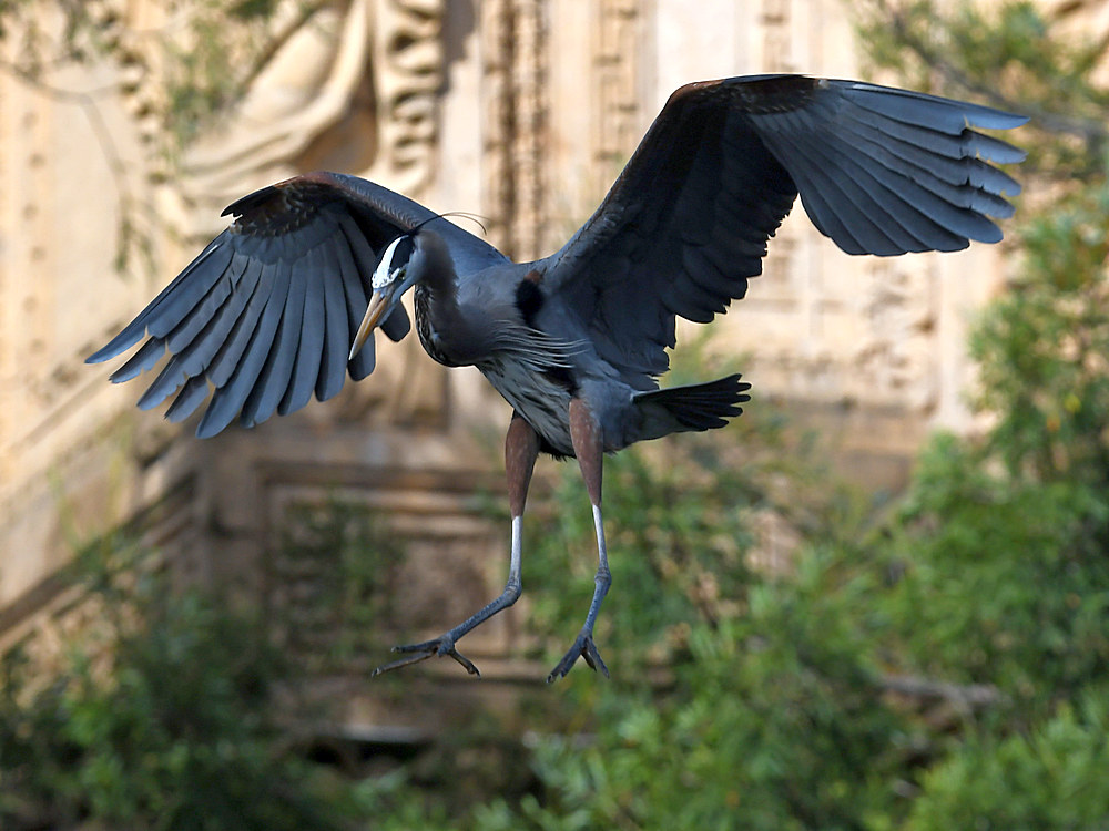 BlueHeron9.JPG