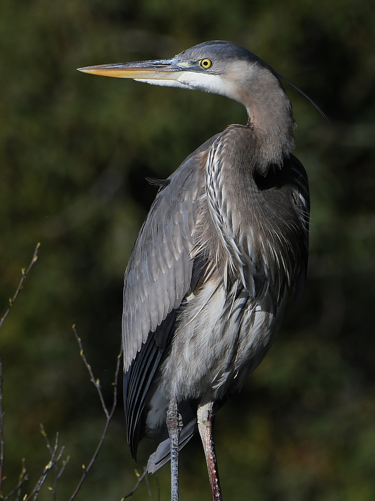 BlueHeron9.JPG