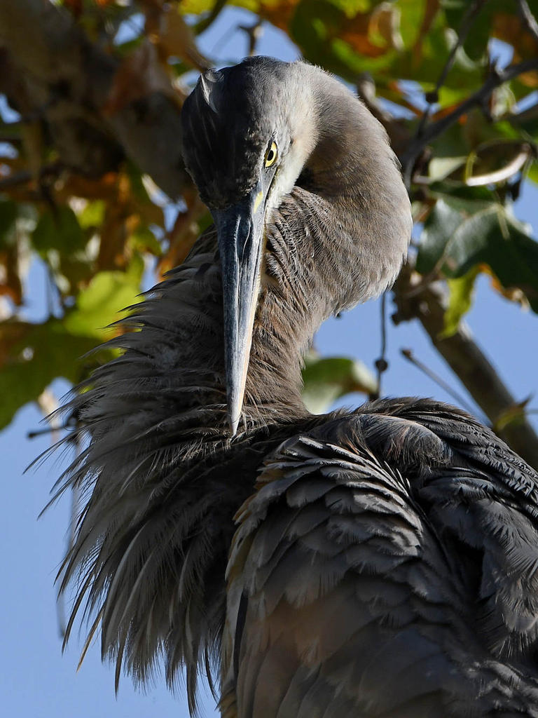 BlueHeron9.jpg