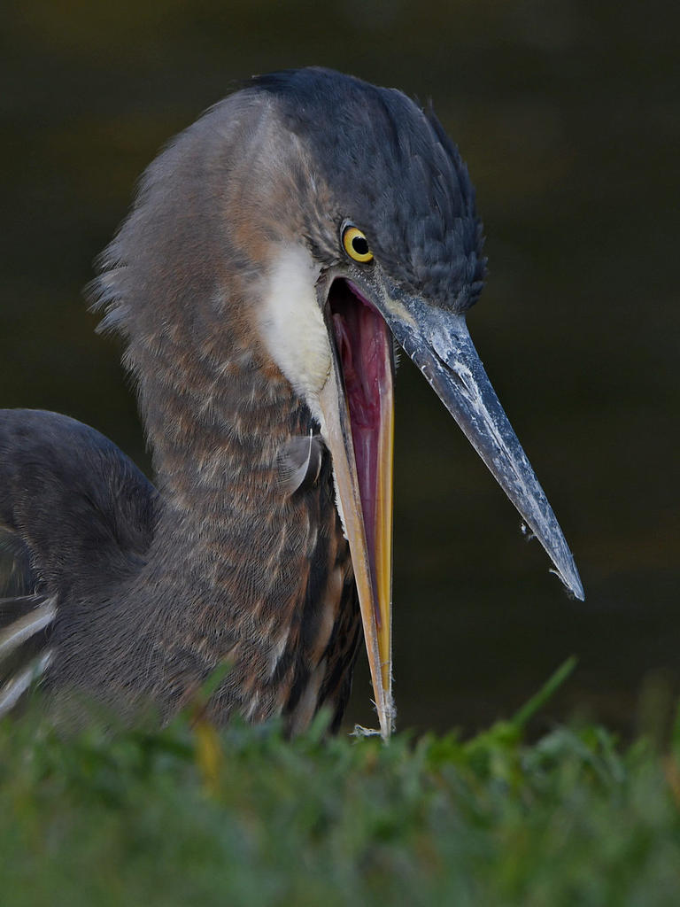 BlueHeron9.jpg