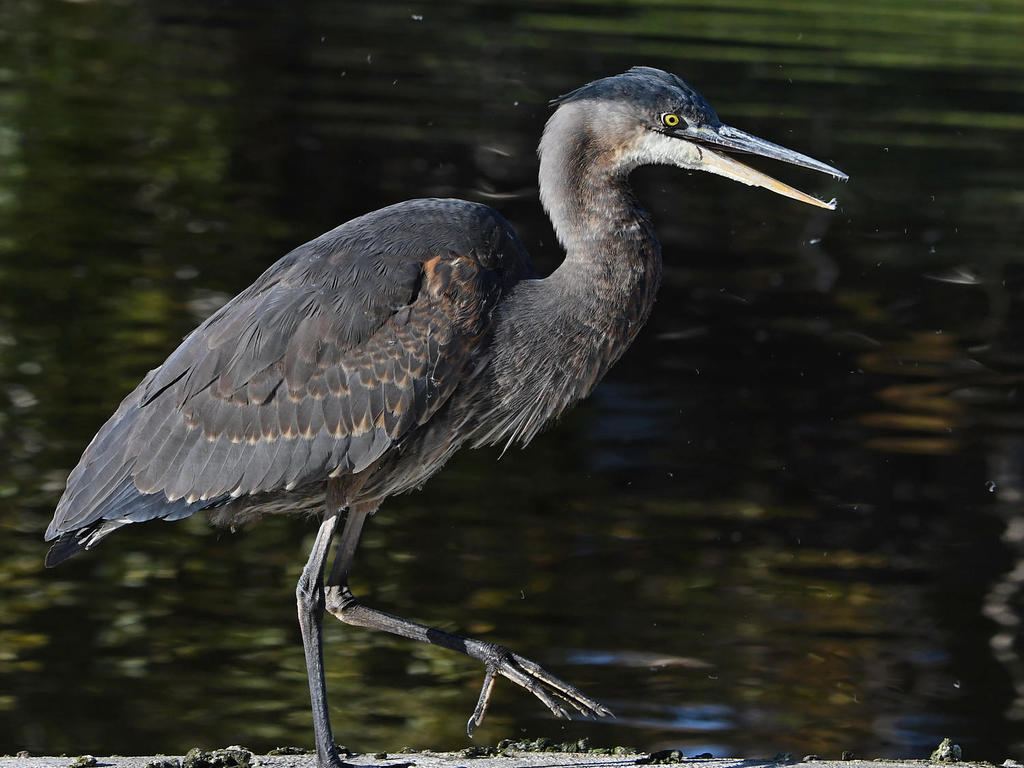 BlueHeron9.jpg
