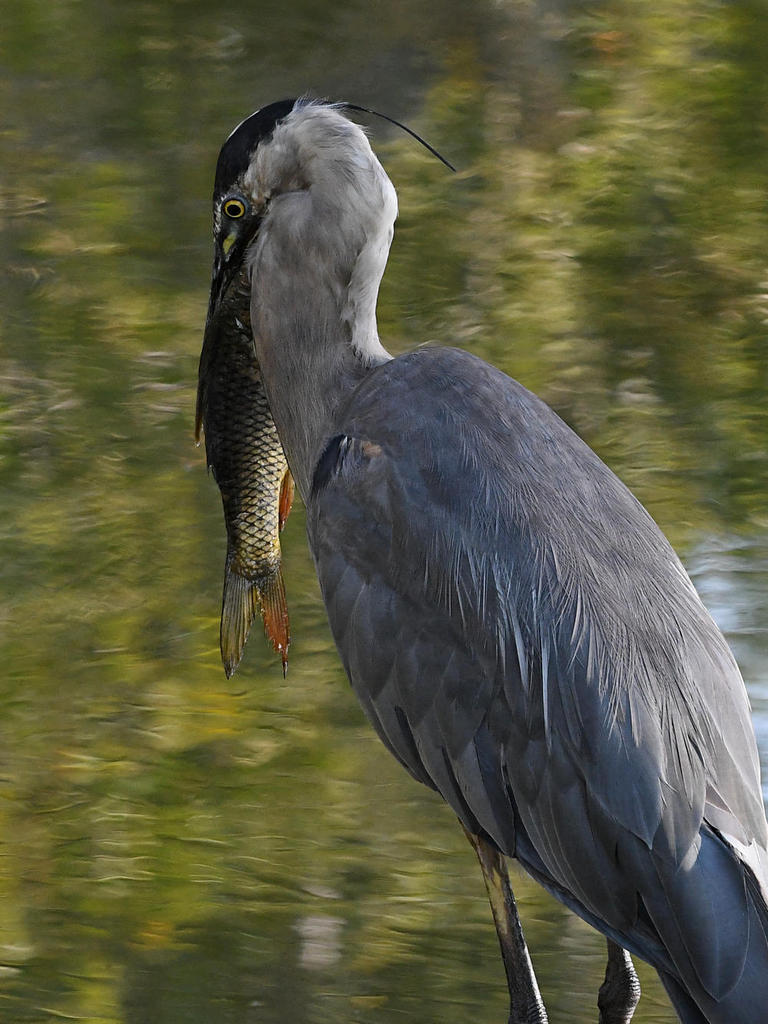 BlueHeron9.jpg