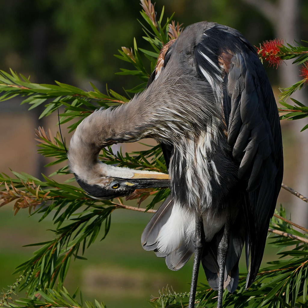 BlueHeron9.jpg