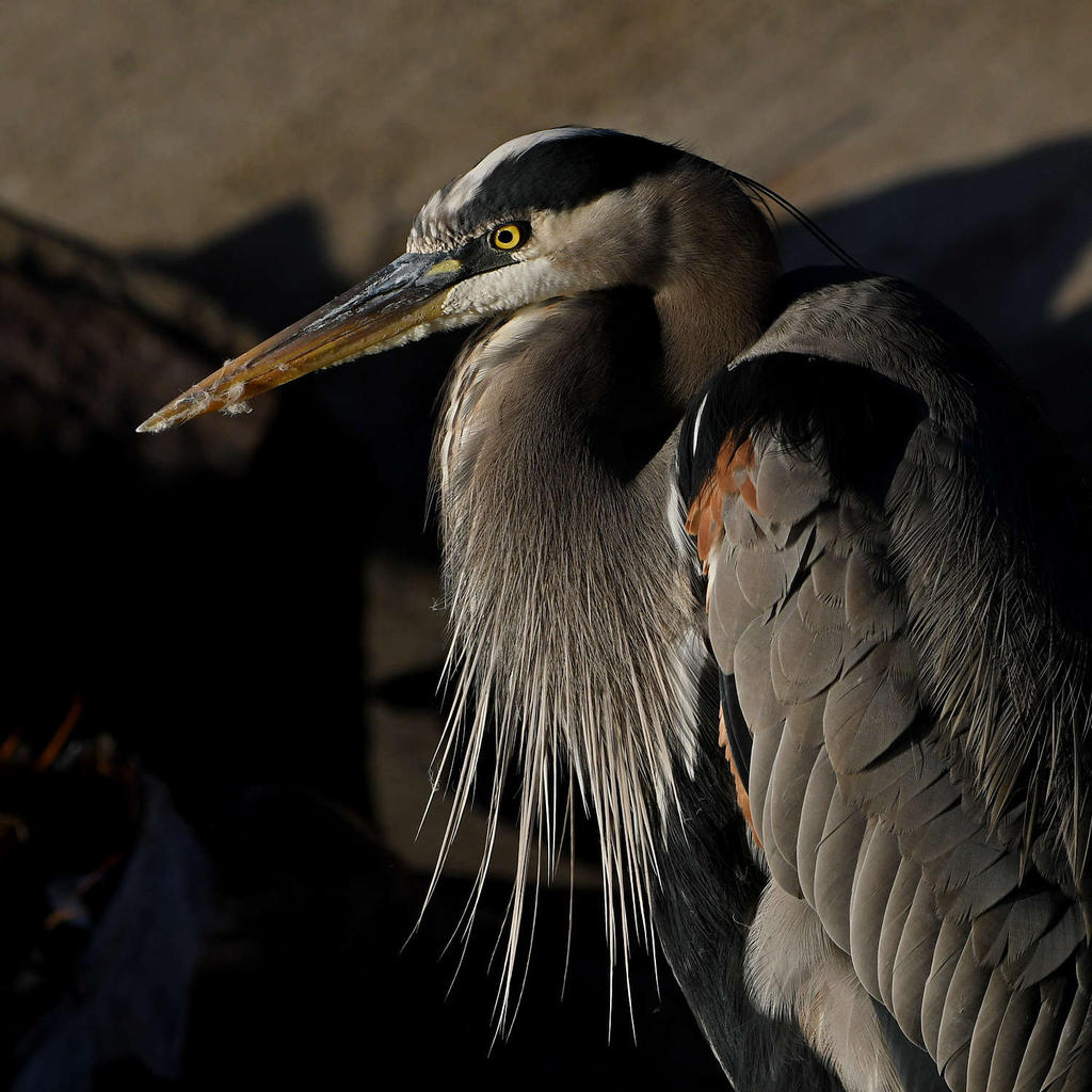 BlueHeron9.jpg