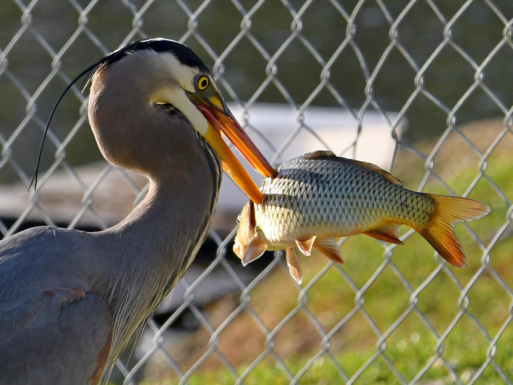 BlueHeron9.jpg