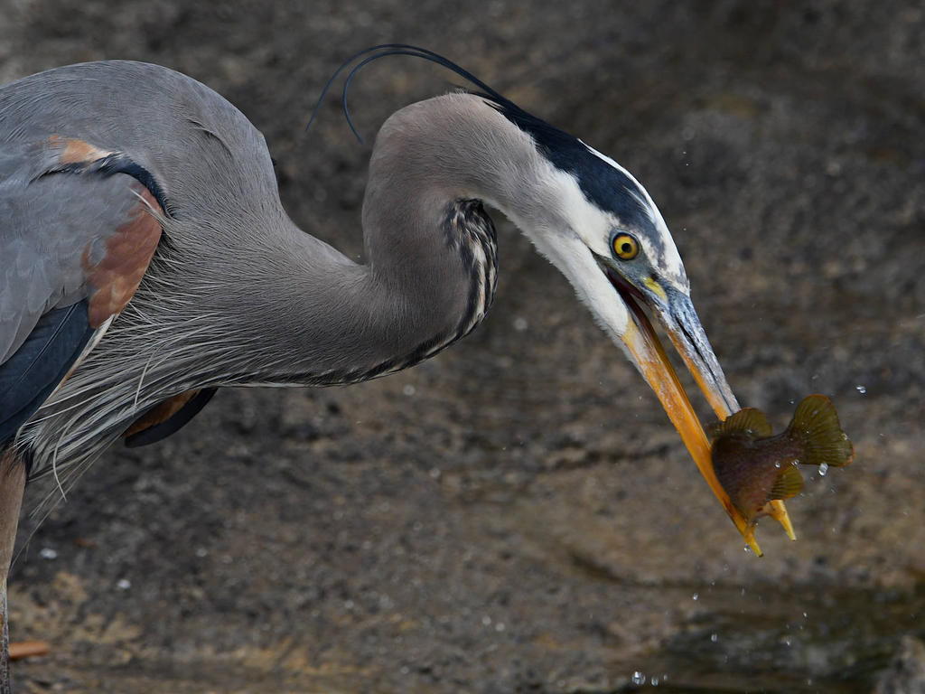BlueHeron9.jpg