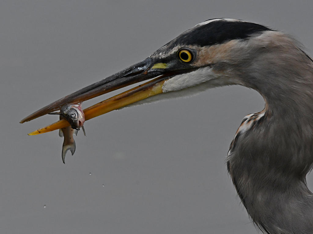 BlueHeron9.jpg