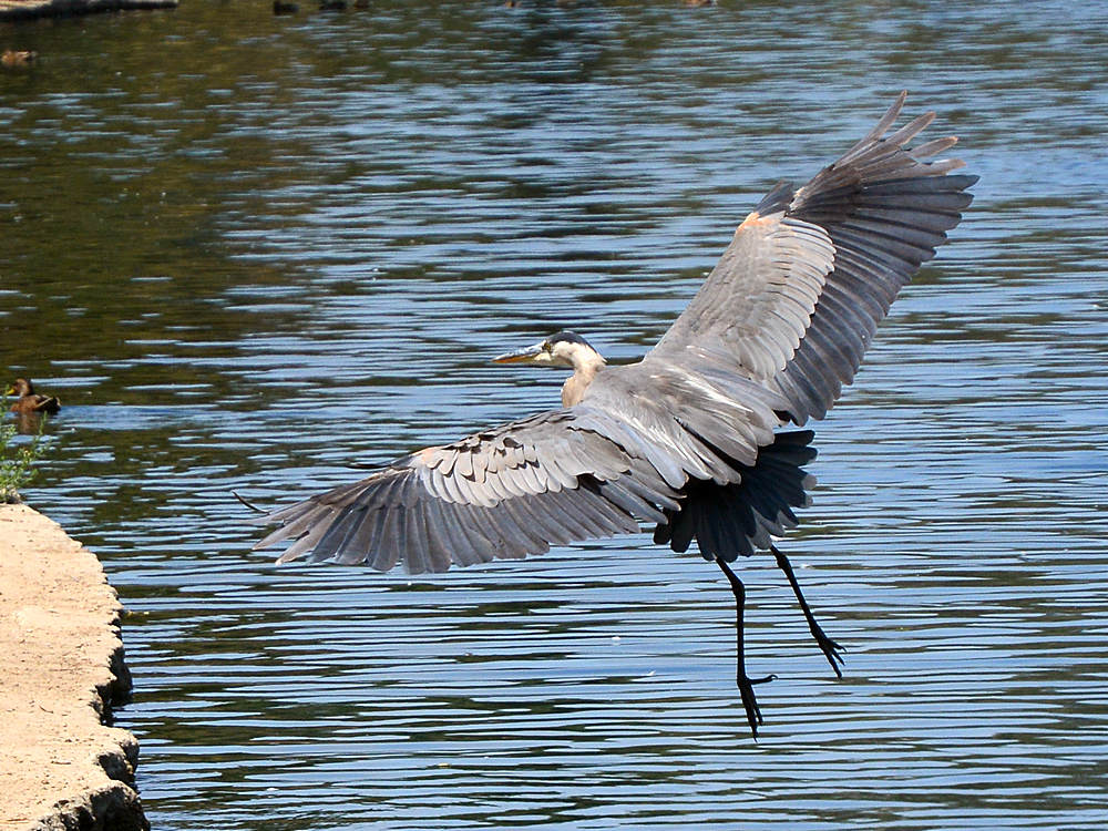 BlueHeron9.jpg