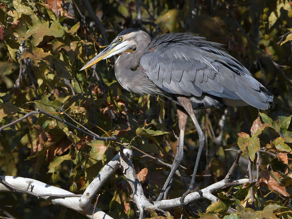 BlueHeron_2022_09_06.jpg