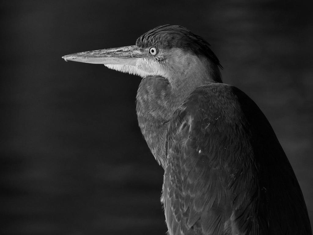 BlueHeronBW.jpg
