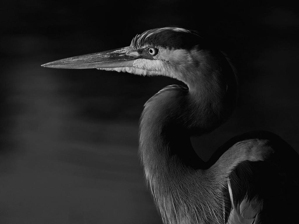 BlueHeronBW.jpg