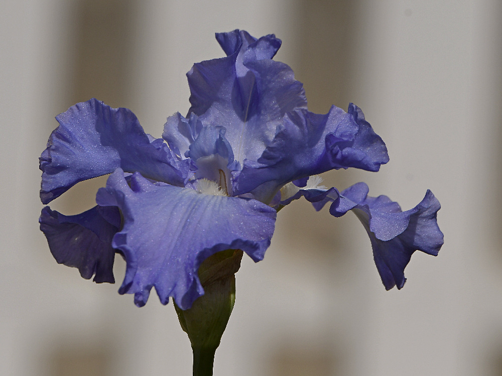 BlueIris.jpg