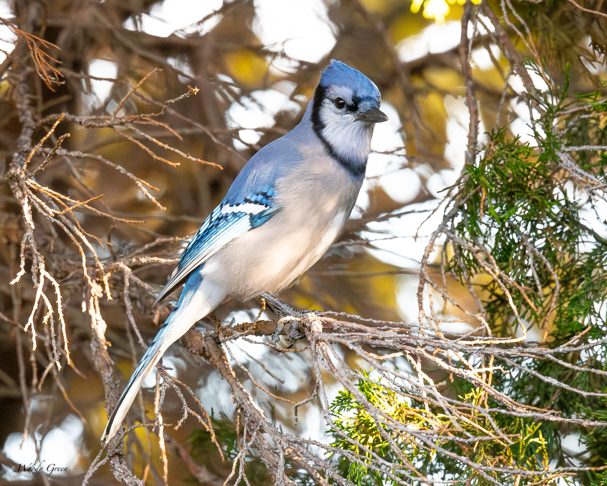 Bluejay-442.jpg