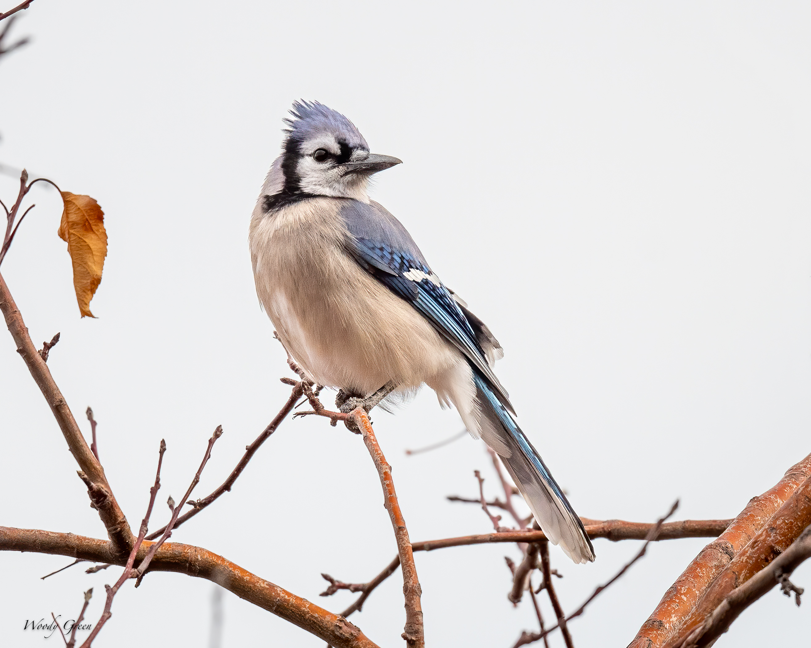 Bluejay-511.jpg