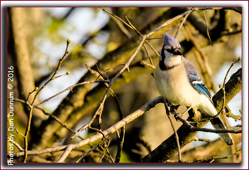 BlueJay-5242-Edit.jpg