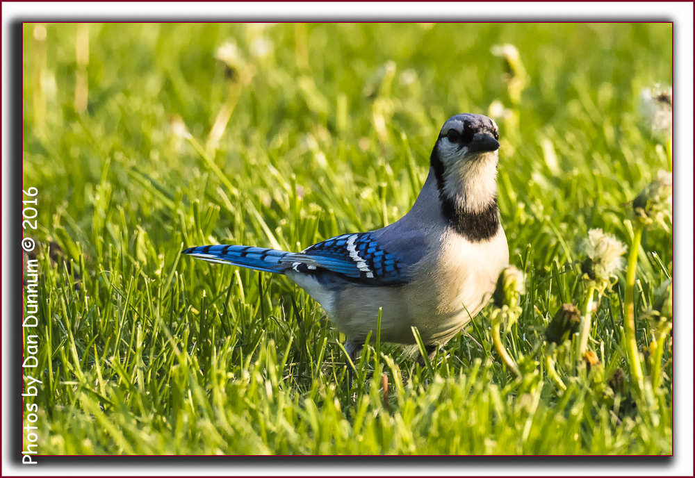 BlueJay-5256-Edit.jpg
