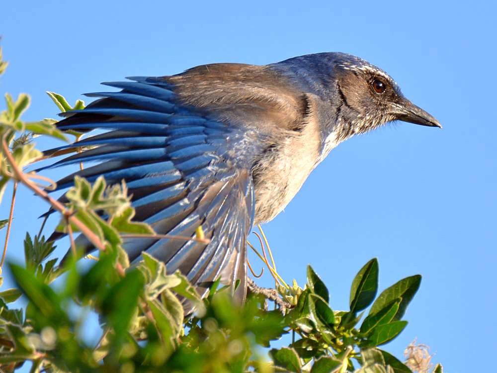 Bluejay.jpg
