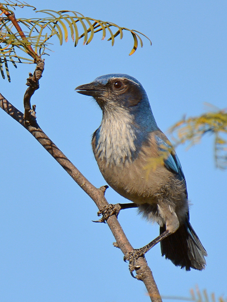 Bluejay.jpg