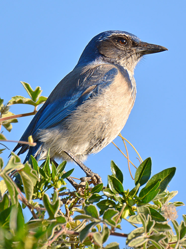 Bluejay2.jpg