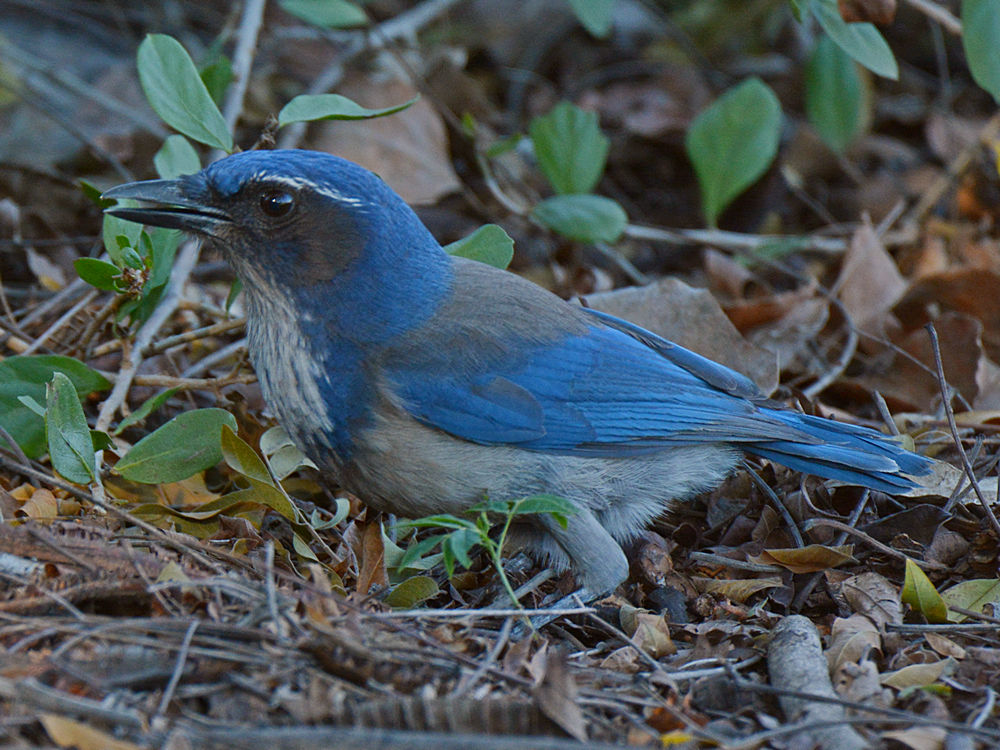Bluejay3.jpg