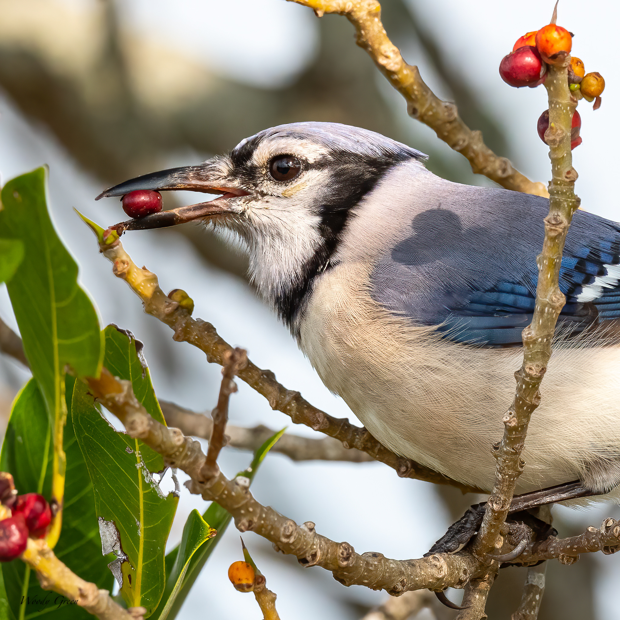 BluejayBerry-588.jpg