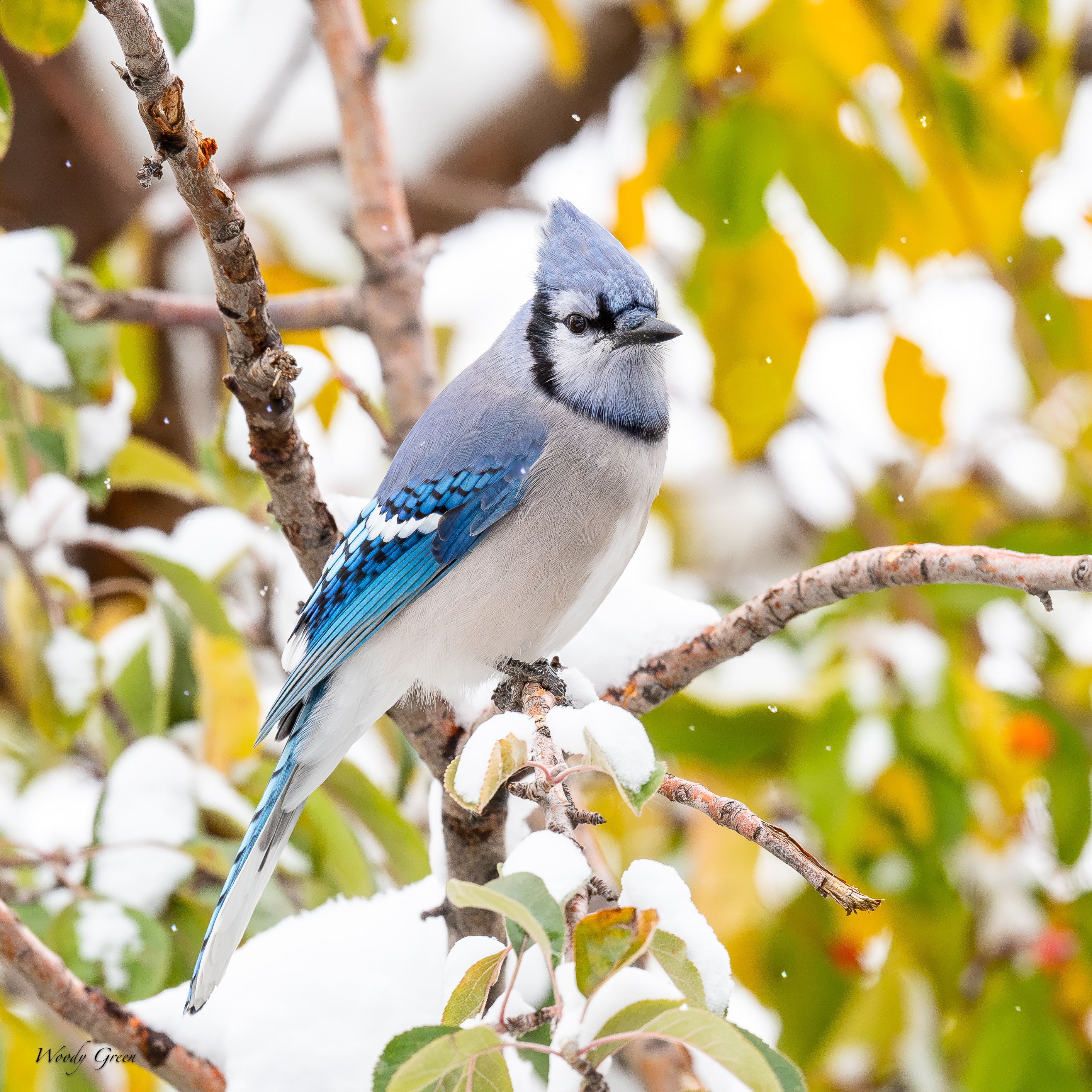 BluejaySnow-141.jpg
