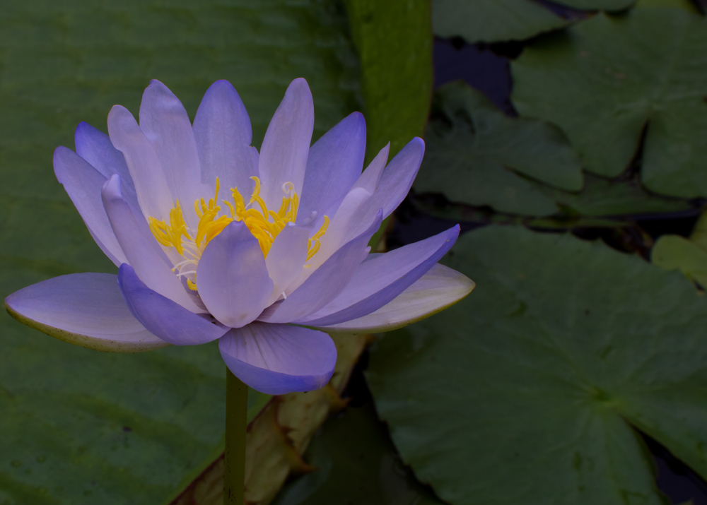 The Blue Lotus