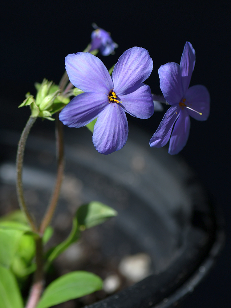 BluePhlox.jpg