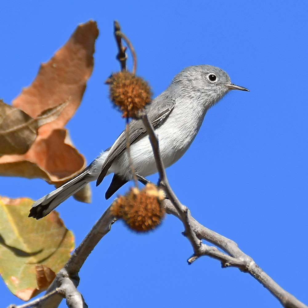 BluGrayGnatCatcher.jpg