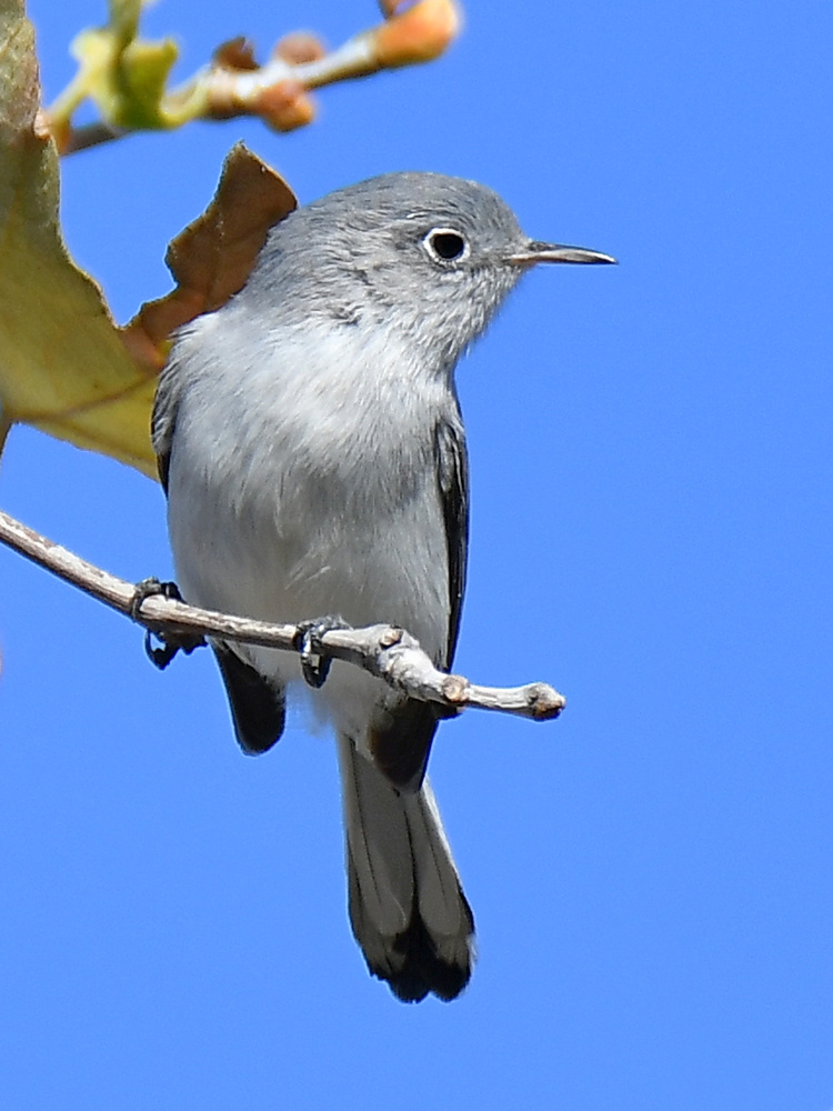 BluGrayGnatCatcher3.jpg