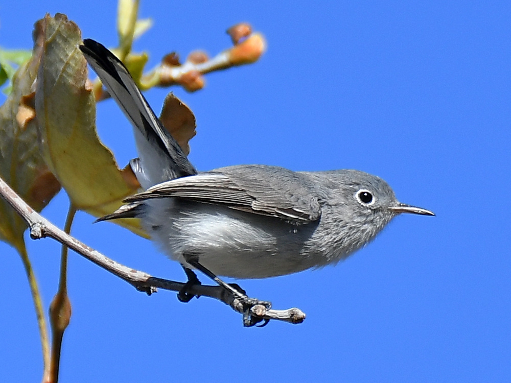 BluGrayGnatCatcher4.jpg
