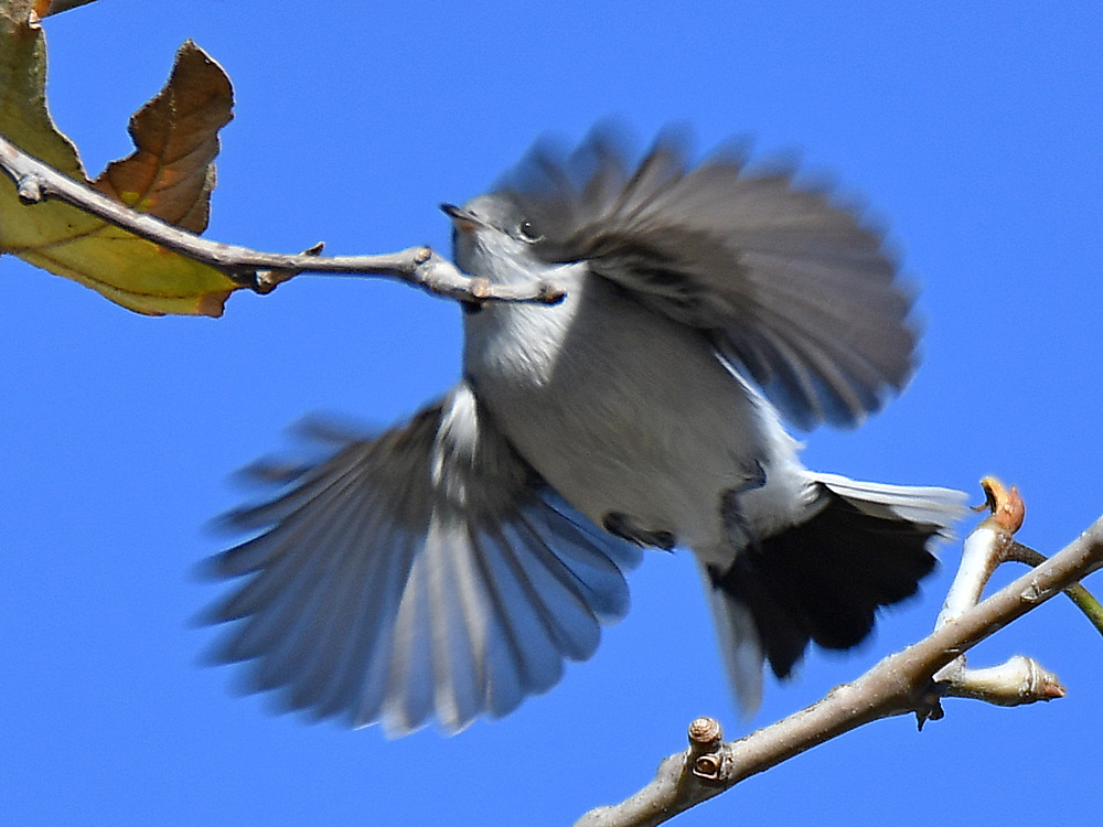 BluGrayGnatCatcher5.jpg