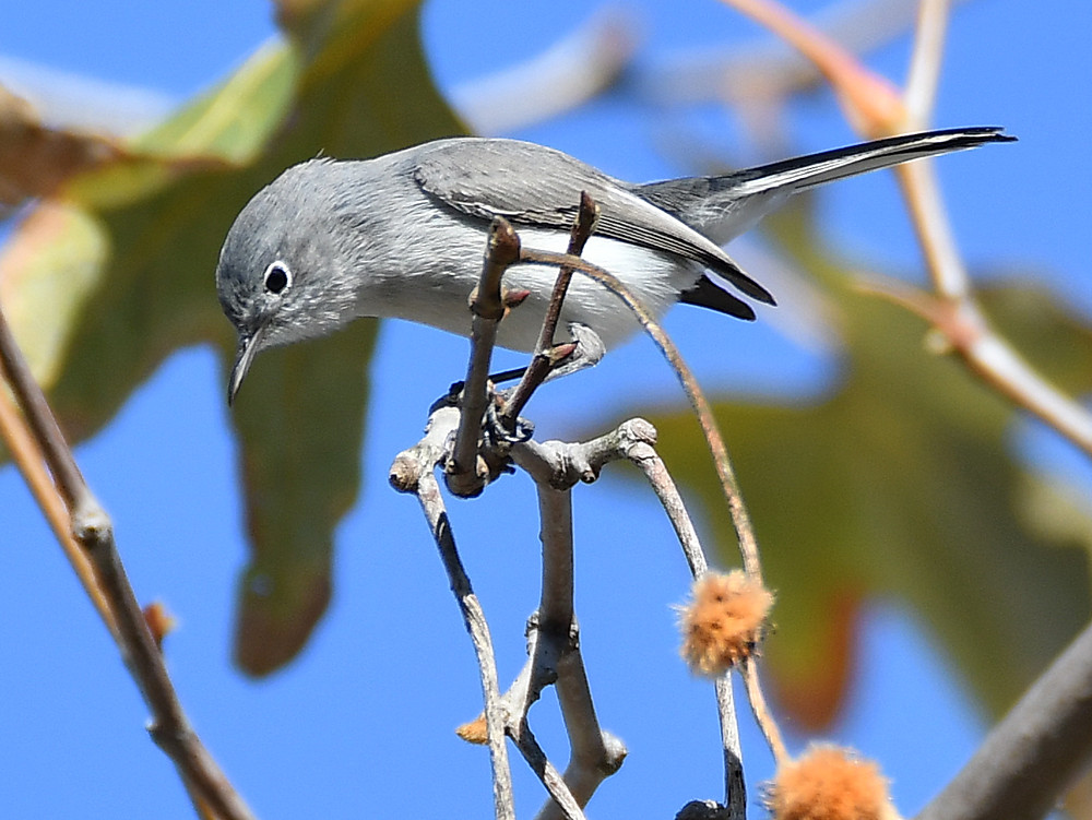 BluGrayGnatCatcher6.jpg