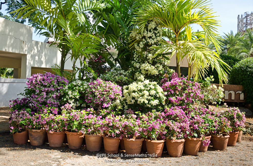 blumen-1.jpg