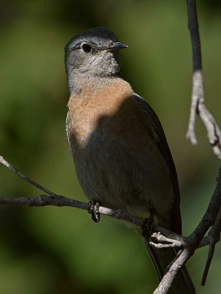 Blurbird.jpg