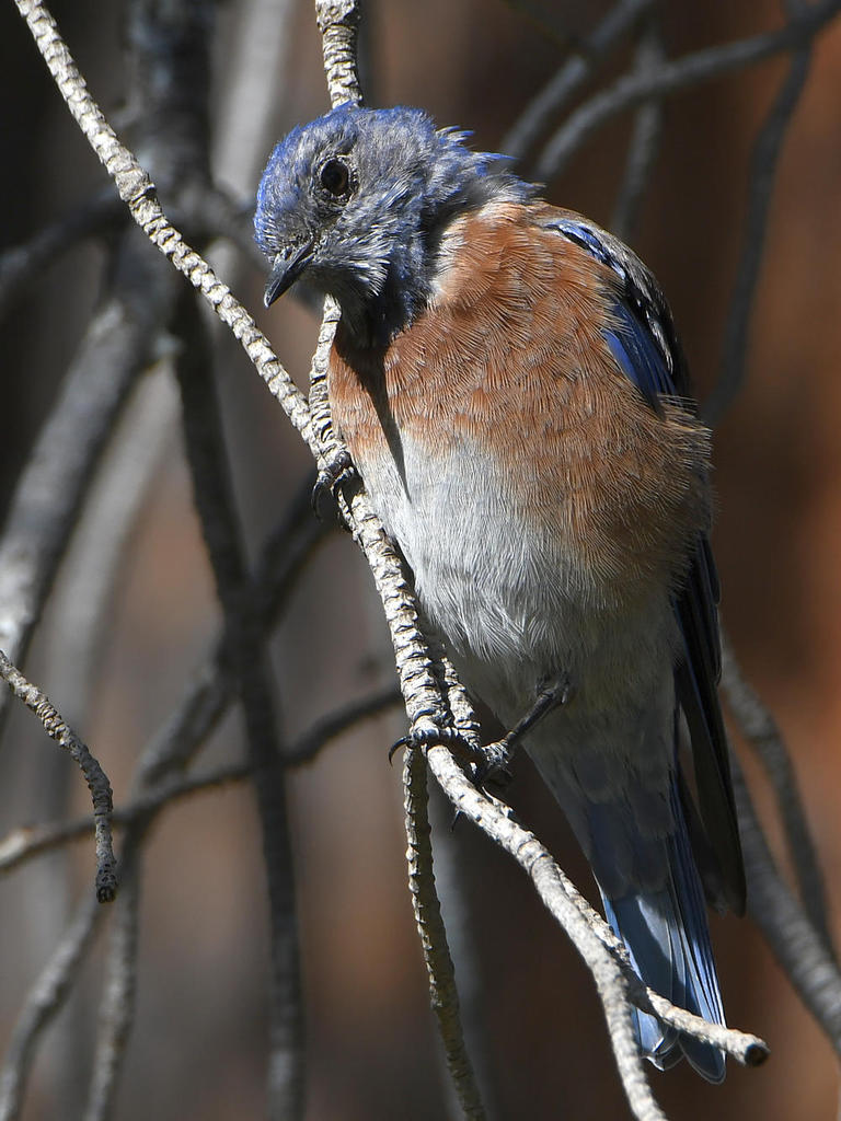 Blurbird.jpg