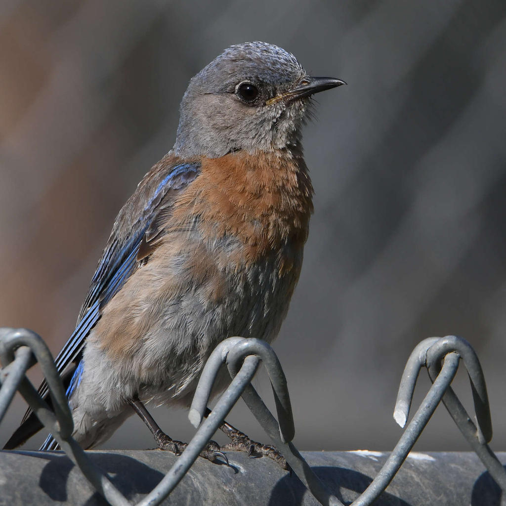 Blurbird10.jpg